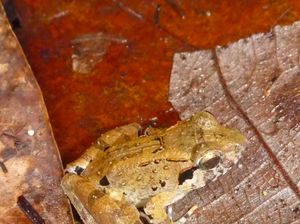 Katak Bertaring Terkecil di Dunia Ditemukan di Sulawesi Katak Bertaring Terkecil di Dunia Ditemukan di Sulawesi