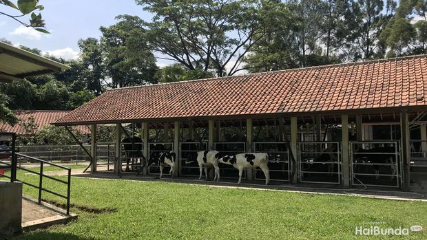 Kuntum Farmfield Bogor