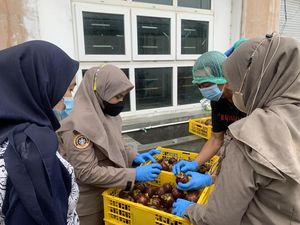 Perdana! Sumut Ekspor 16,8 Ton Manggis Senilai Rp 1 M ke China