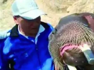 Walrus yang Renggut Dua Nyawa Manusia Sekaligus Walrus yang Renggut Dua Nyawa Manusia Sekaligus