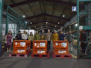 RI Pulangkan 3 Orang Utan Korban Perdagangan Ilegal dari Thailand