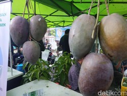 Roman Ayu, Mangga Raksasa Asal Cirebon Berwarna Merah Hati