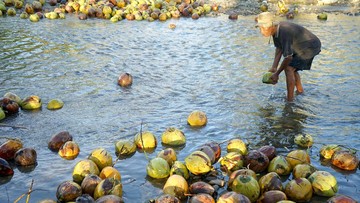 Kelapa RI Punya Potensi Besar, Bisa Jadi Susu hingga Biofuel