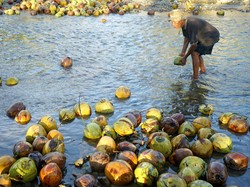 Kelapa RI Punya Potensi Besar, Bisa Jadi Susu hingga Biofuel