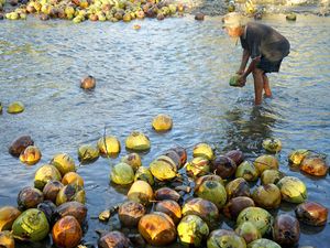Kelapa RI Punya Potensi Besar, Bisa Jadi Susu hingga Biofuel Kelapa RI Punya Potensi Besar, Bisa Jadi Susu hingga Biofuel