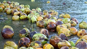 Pemerintah Geber Peremajaan Kakao-Kelapa, Anggaran Rp 9 Triliun