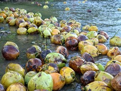 Pemerintah Geber Peremajaan Kakao-Kelapa, Anggaran Rp 9 Triliun