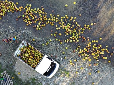 Melihat Pengiriman Kelapa Melalui Sungai di Gorontalo