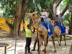 Puncak Libur Tahun Baru 1 Januari 2024, KBS Prediksi Ada 70 Ribu Pengunjung