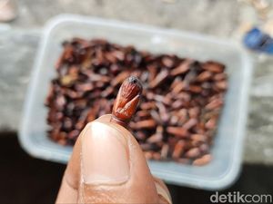 Ingin Berburu Kuliner Ekstrem Gunungkidul Ungkrung? Ini Tipsnya Ingin Berburu Kuliner Ekstrem Gunungkidul Ungkrung? Ini Tipsnya