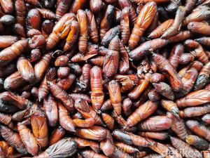 Mencicipi Ungkrung, Kuliner Berbahan Kepompong di Gunungkidul