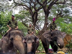 Keseruan Pengunjung KBS Rayakan Ultah ke-13 Gonzales Si Gajah Lucu