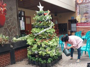 Uniknya Pohon Natal dari Sayuran Hidroponik di Gereja Kota Malang