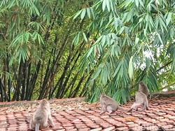 Kawanan Monyet Bikin Warga 2 Desa di Bandung Resah
