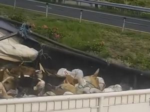 Viral Truk di Solo Angkut Banyak Anjing Diduga Hendak Dijagal Viral Truk di Solo Angkut Banyak Anjing Diduga Hendak Dijagal