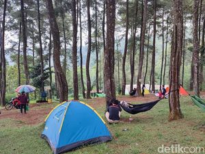 Libur Nataru, Hutan Pinus Darmacaang Hill Jadi Primadona Warga Ciamis Libur Nataru, Hutan Pinus Darmacaang Hill Jadi Primadona Warga Ciamis
