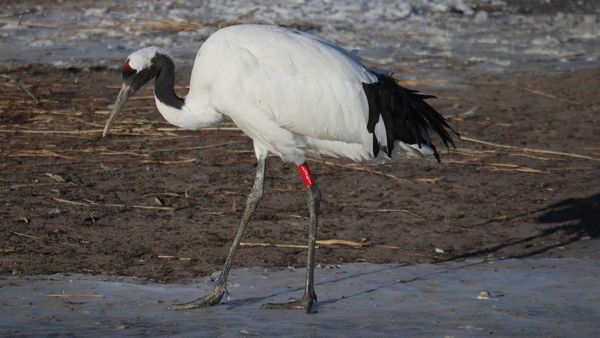 Penampakan Bangau Langka Mahkota Merah di China