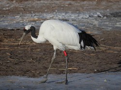 Burung Bangau: Habitat, Ciri-ciri, dan Makanannya