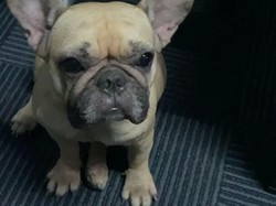 Sedih! Ini Chloe Si Anjing Imut yang Diduga Dijagal di Tangerang