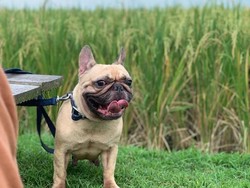 5 Hal Diketahui soal Chloe Anjing Imut Diduga Dijagal saat Libur Natal