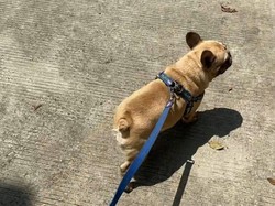 Dugaan Chloe Si Anjing Imut Dijagal Berujung RM di Tangerang Dipolisikan