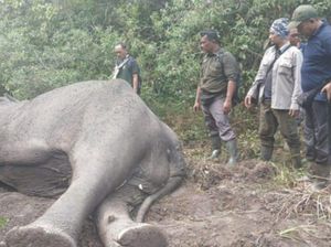 Gajah Penghuni TN Way Kambas Ditemukan Mati