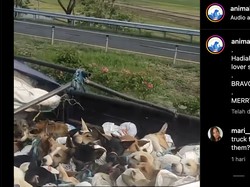 Viral Satu Truk Berisi Anjing Ber-plat AD, Pecinta Hewan Lakukan Pengejaran