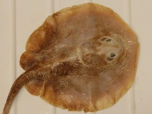 Nasib Tragis Ikan Pari Jawa yang Punah gegara Ulah Manusia Nasib Tragis Ikan Pari Jawa yang Punah gegara Ulah Manusia