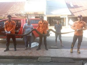 Dikira Benda Jatuh dari Atas Plafon, Ternyata Ular Piton 3,5 Meter