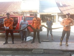 Dikira Benda Jatuh dari Atas Plafon, Ternyata Ular Piton 3,5 Meter