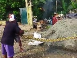 Heboh 3 Ular Sanca Ditemukan Warga di Luwu Saat Perbaiki Rumah