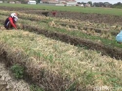 450 Hektare Bawang Merah Brebes Gagal Panen, Asosiasi: Rugi Rp 27 M