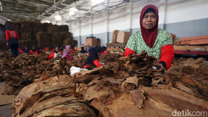 Ganjar akan Jadikan Jateng Pusat Tembakau Indonesia Ganjar Pranowo hadiri sarasehan petani tembakau Asepan Gudang Tembakau Empat Lima di Klaten, Jateng. Ganjar komitmen jadikan Jateng sentra tembakau di Indonesia.
