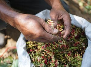 Pedagang-Petani Tembakau Tolak RPP Kesehatan: Awan Gelap Ekonomi