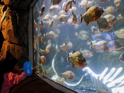 5 Tips Liburan Long Weekend di Jakarta Aquarium & Safari