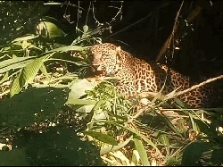 Macan Tutul Besar Terkena Jebakan Babi di Sukabumi