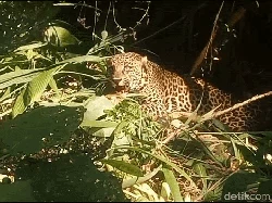 Macan Tutul Teror Gunung Sawal, Warga Ciamis Dibuat Gelisah