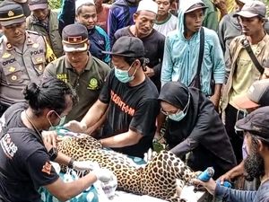 Kondisi Macan Tutul yang Terjerat Perangkap Babi di Sukabumi Kondisi Macan Tutul yang Terjerat Perangkap Babi di Sukabumi