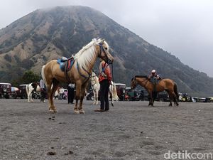 Pengedar Sabu di Kalangan Sopir dan Ojek Kuda Kawasan Wisata Bromo Ditangkap Pengedar Sabu di Kalangan Sopir dan Ojek Kuda Kawasan Wisata Bromo Ditangkap