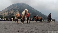 Potret Ojek Kuda di Kawasan Gunung Bromo