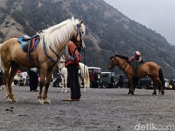 Bromo Dibanjiri Wisatawan, tapi Nasib Tukang Ojek Kuda Masih Memprihatinkan