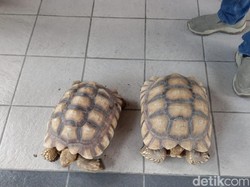 Kakak Curi Kura-kura Peliharaan Adik, Hendak Dijual Rp 9,5 Juta