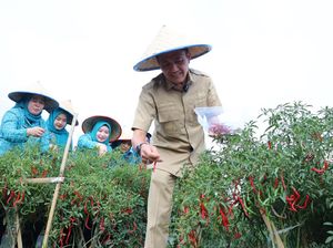 Tekan Inflasi, Pj Walkot Palembang Minta Camat-Lurah Tanam Cabai