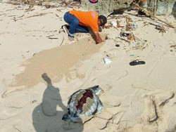 Dua Hari, Dua Penyu Ditemukan Mati Terdampar di Pantai Ngobaran Gunungkidul