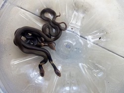 Horor Belasan Kobra Jawa Bersarang di TK Karanganyar Bikin Merinding