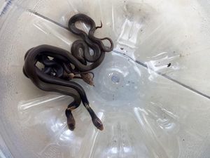 Geger 14 Ular Kobra Bersarang di TK Karanganyar Geger 14 Ular Kobra Bersarang di TK Karanganyar