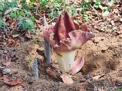 Keluarga Bunga Bangkai Tumbuh di Halaman Rumah Warga Pasuruan
