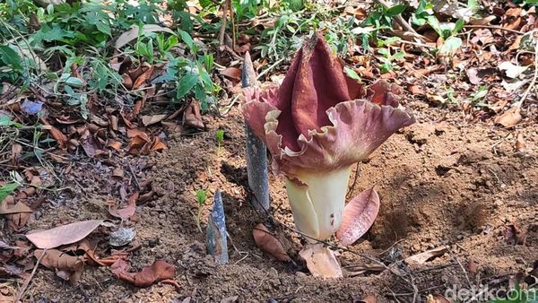 Penampakan 3 Bunga Bangkai Ditemukan Warga Pasuruan