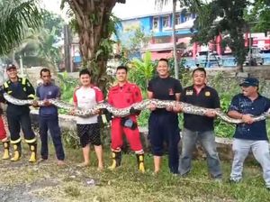 Ular Piton 9 Meter Makan Ternak Warga, Damkar Kota Bengkulu Turun Tangan