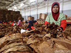 Kemasan Polos Persulit Konsumen Bedakan Rokok Legal dan Ilegal